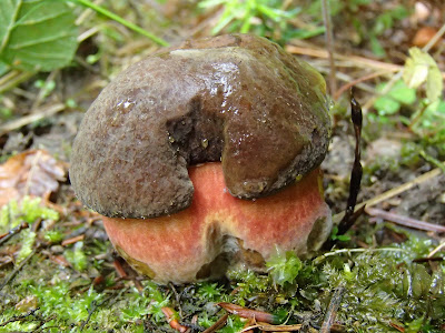 Las Bronaczowa, borowik ceglastopory, Boletus luridiformis