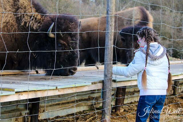 Bisons im Tierpark Rheinböllen