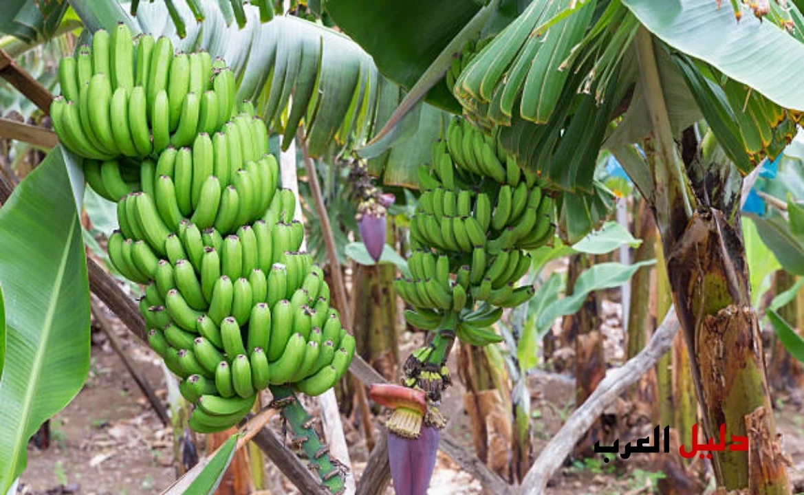 أسهل الطرق لزراعة شجرة الموز