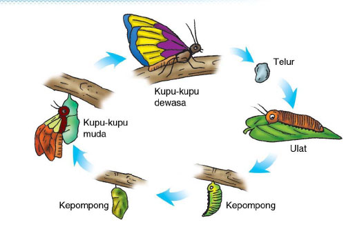 pertumbuhan dan perkembangan  pada hewan  metamorfosis