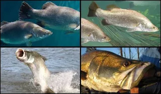 Mengenal Ikan Baramundi Si Predator Ganas Muara