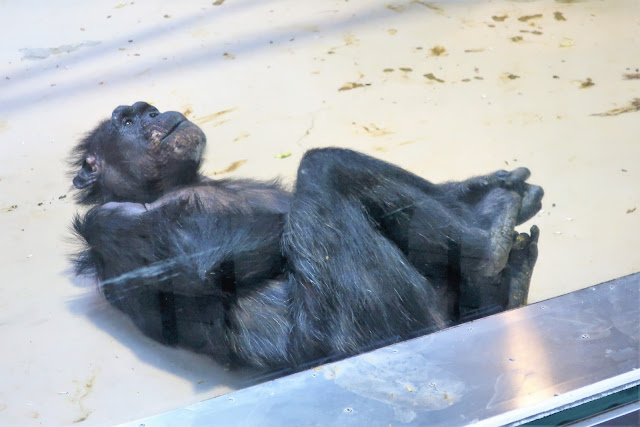 北海道 札幌 円山動物園