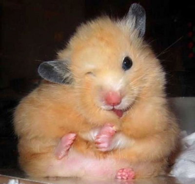 hamster lindo