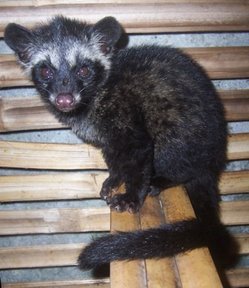 musang luwak