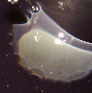 transparent orb veil