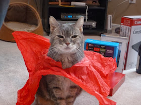 Funny cats - part 84 (40 pics + 10 gifs), cat with plastic bag