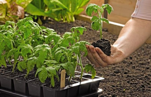 Application For Planting Seedlings