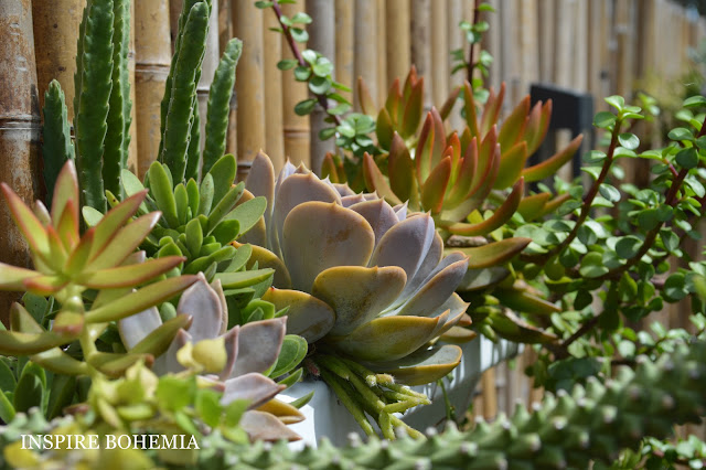 Cactus and Succulent Rain Gutter Fence Planters - succulent propagation station -elevated planters - small space gardening - Cactus and Succulent Planter by Inspire Bohemia - Miami and Ft. Lauderdale Succulent Business