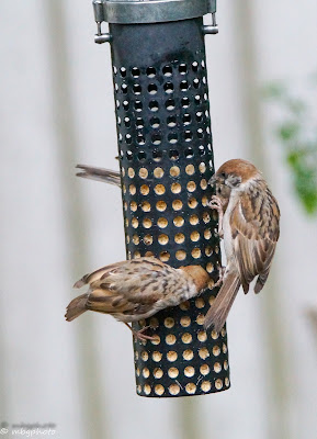 sparrows on a suet feeder