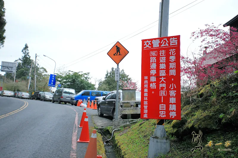 阿里山國家森林遊樂區櫻花季｜阿里山櫻王