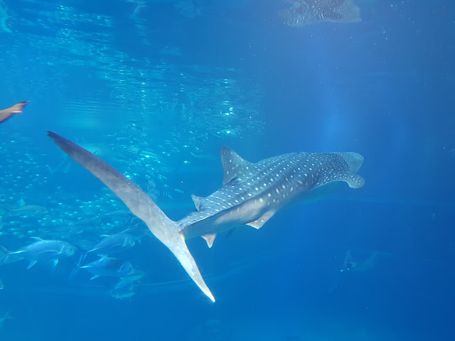 osaka aquarium kaiyukan whale shark
