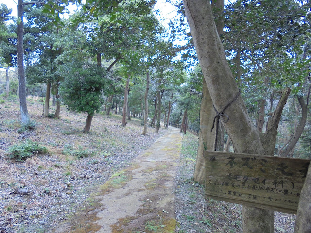 弥生の森の遊歩道