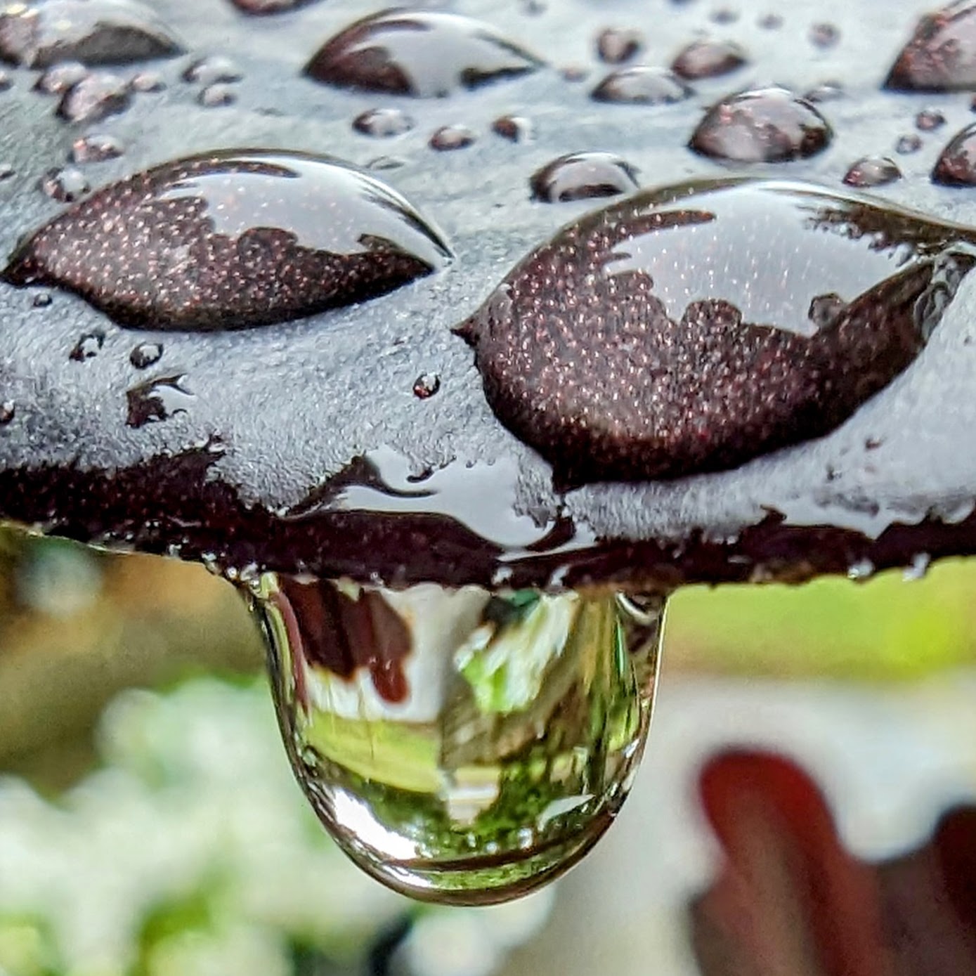 Extreme close-up of a raindrop hanging from a leaf with other drops resting on top