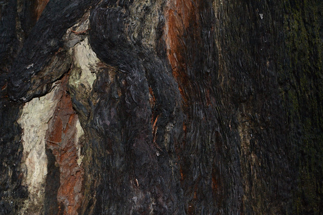 living bark