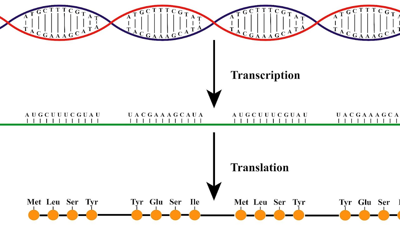 Central dogma of molecular biology Protein