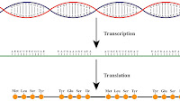 Central dogma of molecular biology Protein