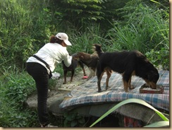 Aunty Kiew's dogs and cats need help - 2 098