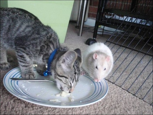 cat and mouse, interspecies friendship, funny cat pictures, cat and mouse best friends