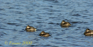 ducks Currituck Sound