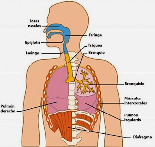 http://www.dibujosparapintar.com/juegos_ed_nat_sistema_respiratorio.html