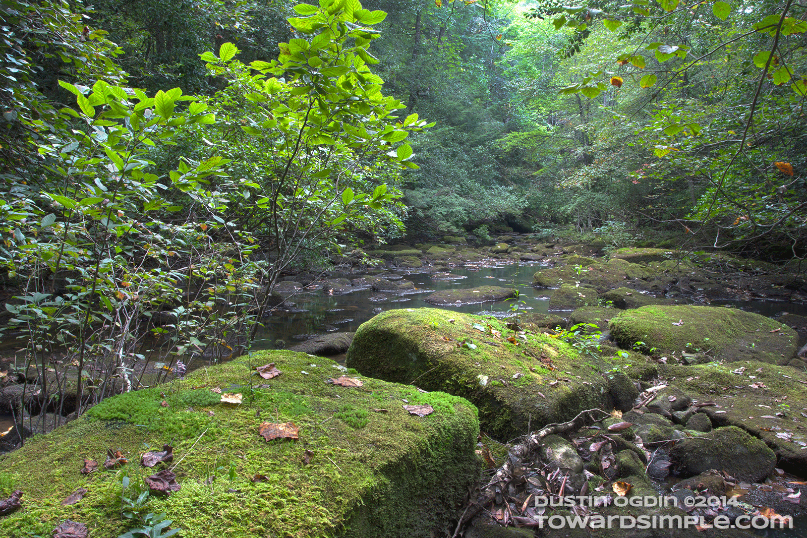 Savage Creek at Savage Gulf moss covered stones in Savage Creek