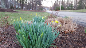 daffodils starting to blossom