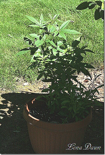 Chaste_Tree