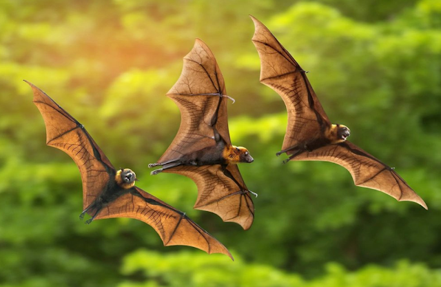 enviroment, nature, bats, important of bats