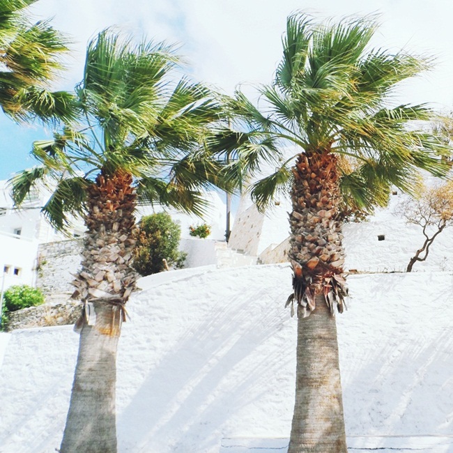 Palms in the port of Paros