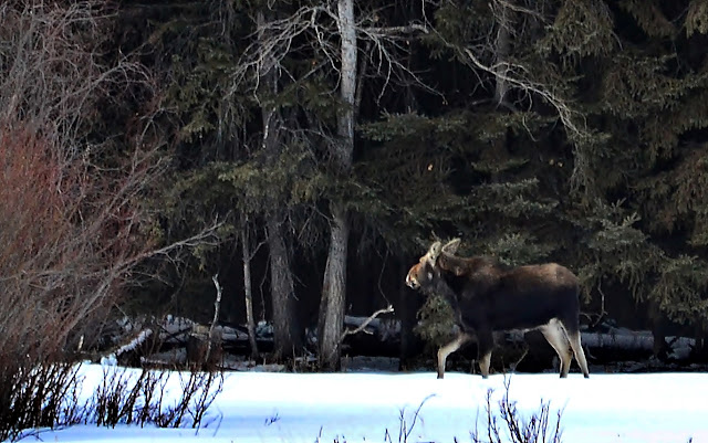 alces, alces, moose, wildlife, alberta, boreal forest, winter, cohan magazine