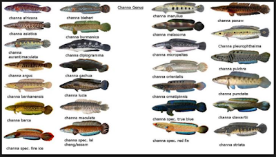 Variasi Ikan Gabus Genus Channa