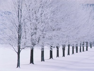 wallpaper nature winter. Winter  Log fires