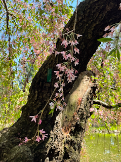 photo of weeping cherry tree blossoms against a tree trunk beside a pond