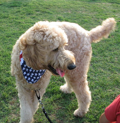goldendoodle dogs. The golden-doodle is a mixed