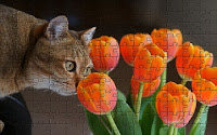 Cat and tulips