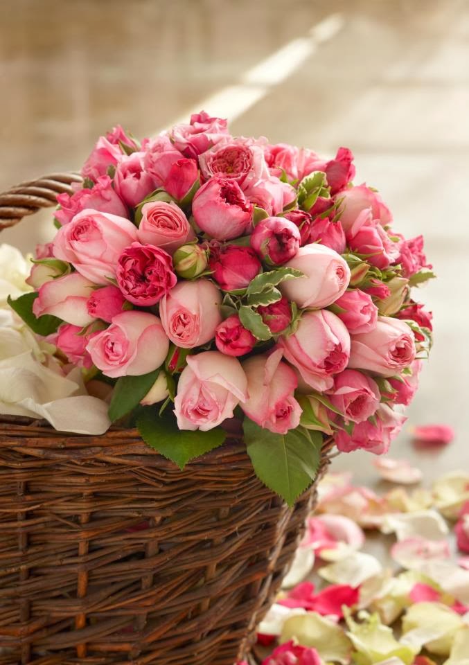 15+ Inspirasi Paling Baru Gambar Bunga Rose Cantik