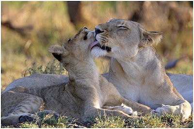 kruger national park africa lion