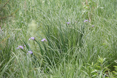 pre-storm upright stems