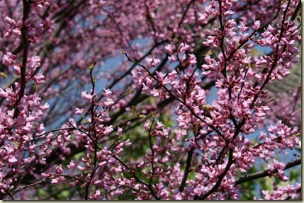Redbud1