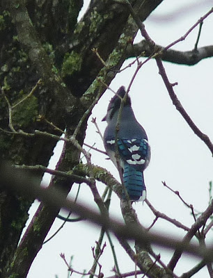 blue jay