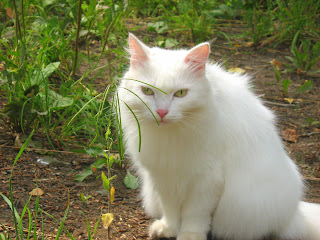 White Fat-Cat