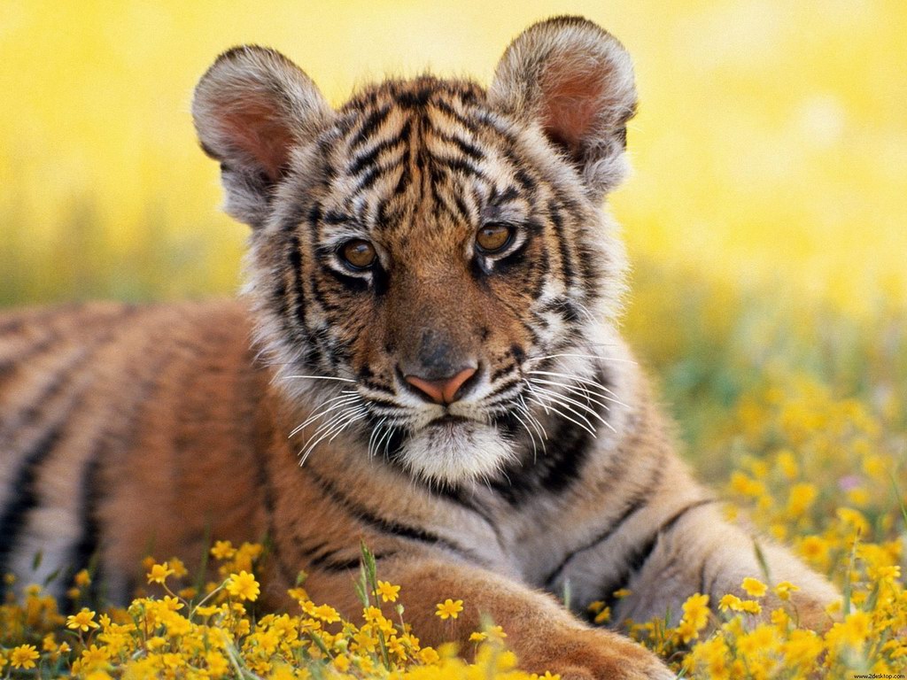 Funny wallpapers|HD wallpapers: cute tiger background