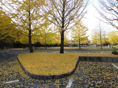 寝屋川公園 銀杏（イチョウ）の黄葉