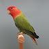 Perbedaan Lovebird Klep Dan Lovebird Non Klep (Agapornis Roseicollis) yang Terlupakan