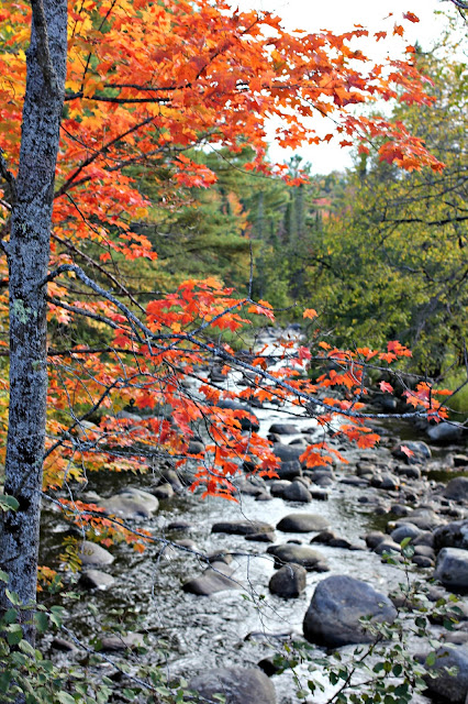 Fall tree in the Adirondacks-www.goldenboysandme.com