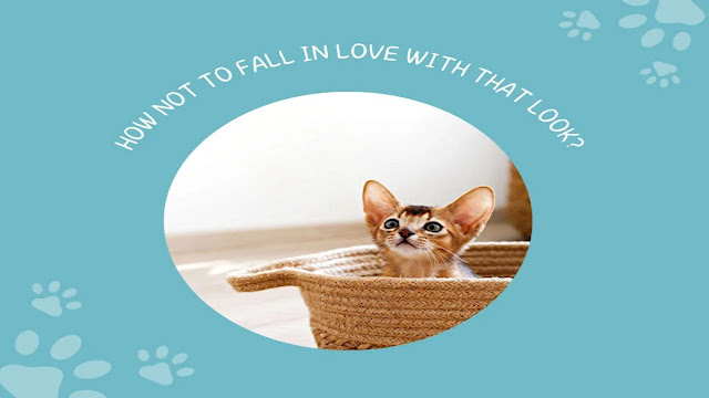 Abyssinian Cat