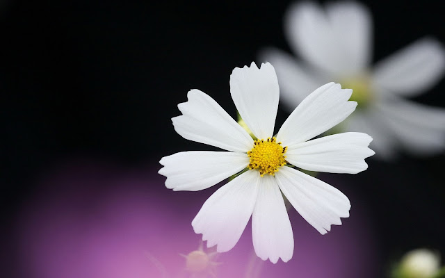 Chamomile Wallpapers Chamomile Wallpapers