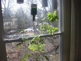 hanging tomato plants, window, garden, diy
