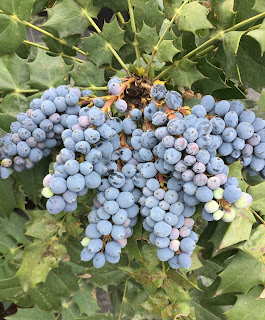 Charity Mahonia Vivero Growers Nursery