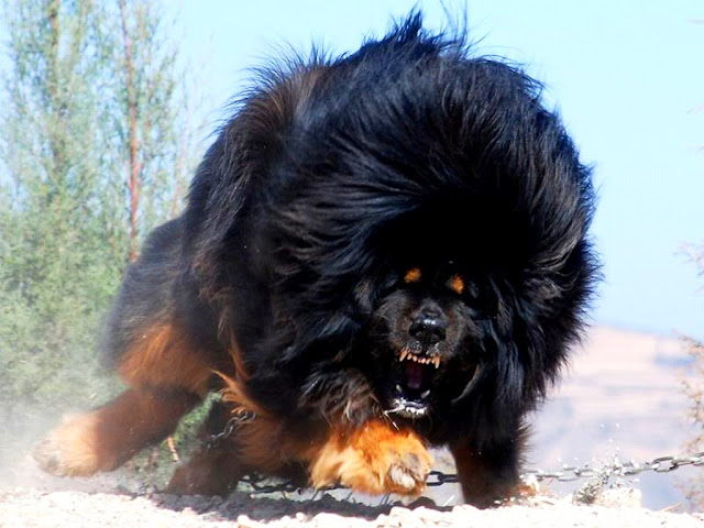 Temperament and Behavior of world expensive dog Tibetan Mastiff